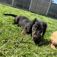 Dachshund (Standard & Miniature) - Both