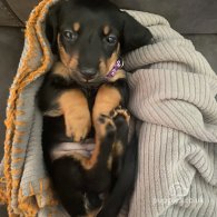 Dachshund (Standard & Miniature) - Both