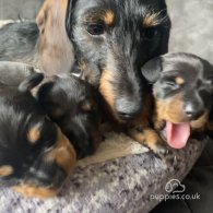 Dachshund (Standard & Miniature) - Both