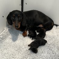 Dachshund (Standard & Miniature) - Both