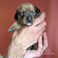 Dachshund (Standard & Miniature) - Both