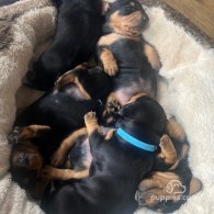 Dachshund (Standard & Miniature) - Both