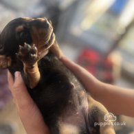 Dachshund (Standard & Miniature) - Both