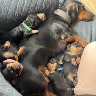 Dachshund (Standard & Miniature) - Both