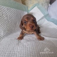 Dachshund (Standard & Miniature) - Both