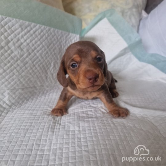 Dachshund (Standard & Miniature) - Both