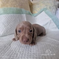 Dachshund (Standard & Miniature) - Both