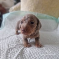 Dachshund (Standard & Miniature) - Both