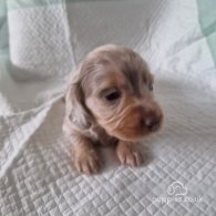 Dachshund (Standard & Miniature) - Both