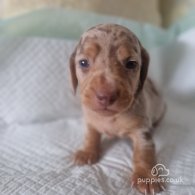 Dachshund (Standard & Miniature) - Both