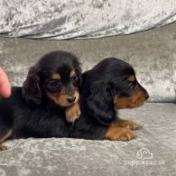 Dachshund (Standard & Miniature) - Both