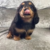 Dachshund (Standard & Miniature) - Both