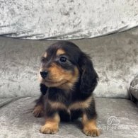 Dachshund (Standard & Miniature) - Both