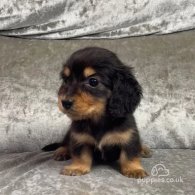 Dachshund (Standard & Miniature) - Both