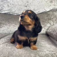 Dachshund (Standard & Miniature) - Both