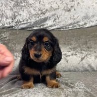 Dachshund (Standard & Miniature) - Both