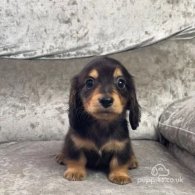 Dachshund (Standard & Miniature) - Both