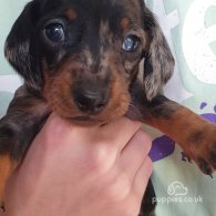 Dachshund (Standard & Miniature) - Both