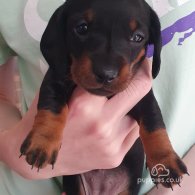 Dachshund (Standard & Miniature) - Both