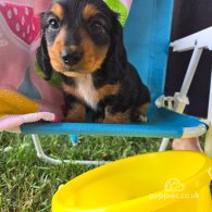 Dachshund (Standard & Miniature) - Both