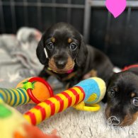 Dachshund (Standard & Miniature) - Both