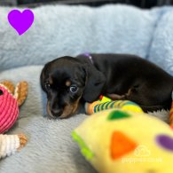 Dachshund (Standard & Miniature) - Both