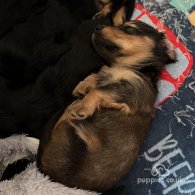 Dachshund (Standard & Miniature) - Both