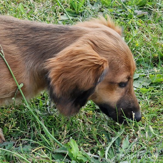 Dachshund (Standard & Miniature) - Dogs