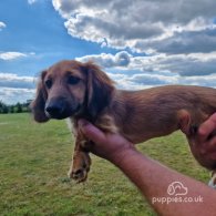 Dachshund (Standard & Miniature) - Dogs