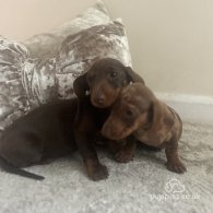 Dachshund (Standard & Miniature) - Both