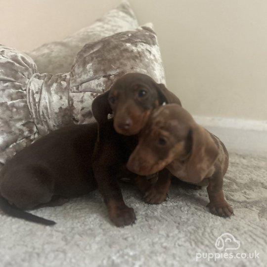 Dachshund (Standard & Miniature) - Both