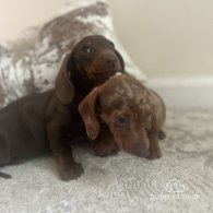 Dachshund (Standard & Miniature) - Both