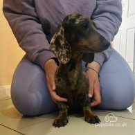 Dachshund (Standard & Miniature) - Both