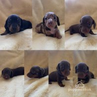 Dachshund (Standard & Miniature) - Both