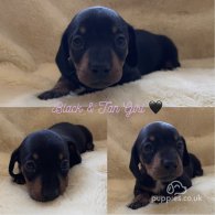 Dachshund (Standard & Miniature) - Both