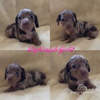 Dachshund (Standard & Miniature) - Both