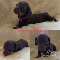 Dachshund (Standard & Miniature) - Both