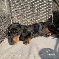 Dachshund (Standard & Miniature) - Bitches