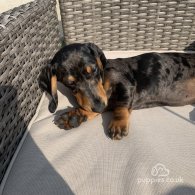 Dachshund (Standard & Miniature) - Bitches