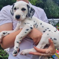 Dalmatian - Both