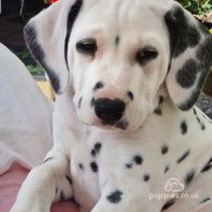 Dalmatian - Both