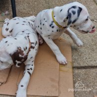 Dalmatian - Both