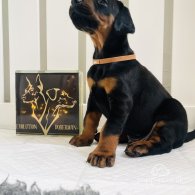 Doberman - Both