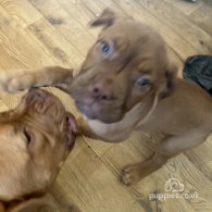 Dogue De Bordeaux - Both