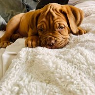 Dogue De Bordeaux - Both