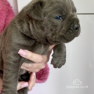 Dorset Olde Tyme Bulldogge - Bitches