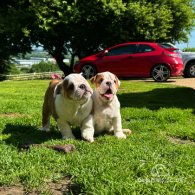 English Bulldog - Both