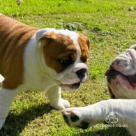 English Bulldog - Both