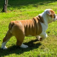 English Bulldog - Both