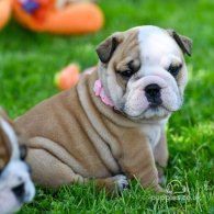 English Bulldog - Both